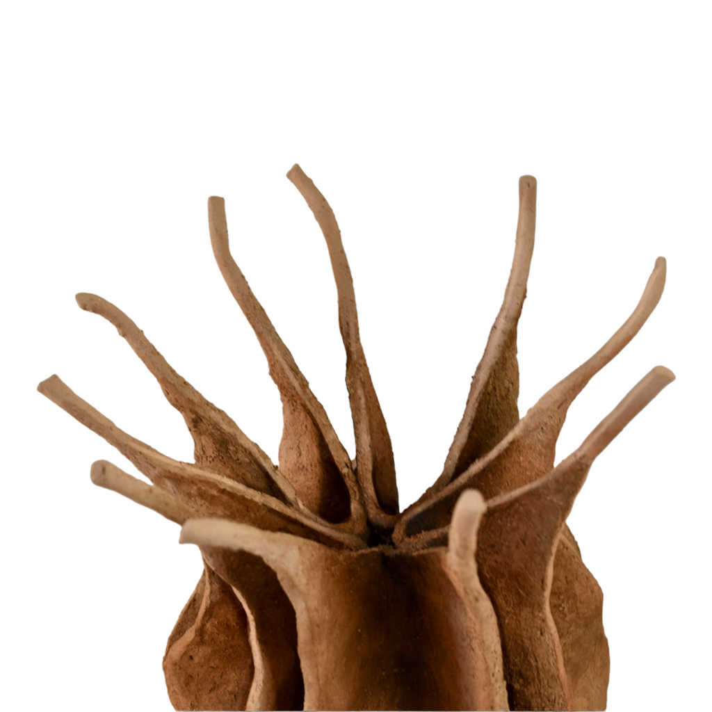 Nigella damascena – escultura original en Canarias – María Betancor (detalle)
